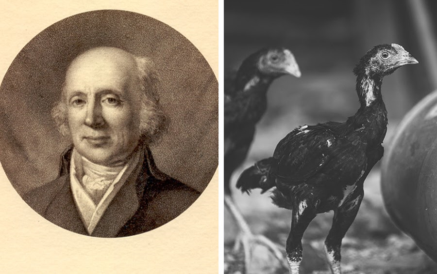 Опыты на курицах датчанина Петера Абилгарда: 1775 год